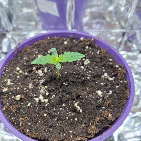 Auto Skywalker Haze growlog timeline photo