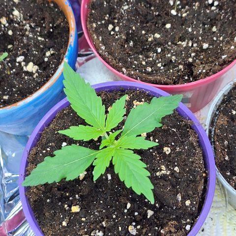 Auto Skywalker Haze growlog timeline photo