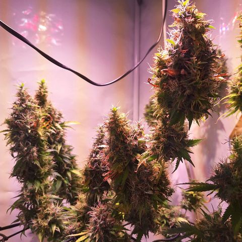 Californian Orange growlog photo: Turned off the light for 24 to 48 hours
Cutting down after