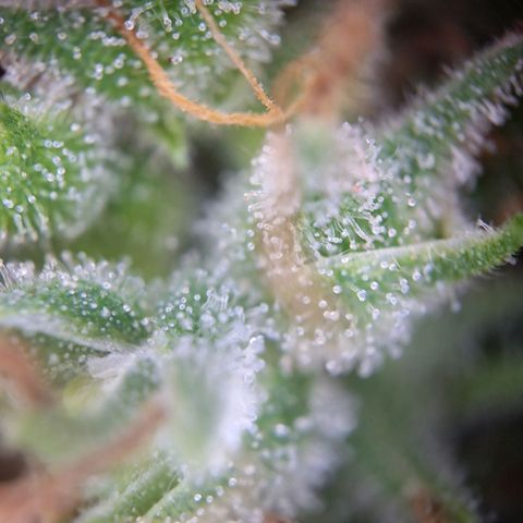 Californian Orange growlog photo: Turned off the light for 24 to 48 hours
Cutting down after
