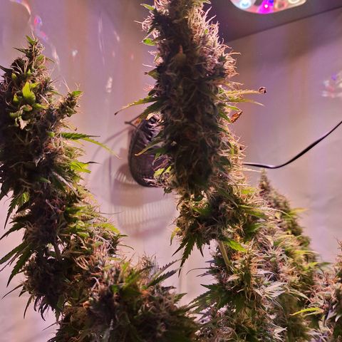Californian Orange growlog photo: Turned off the light for 24 to 48 hours
Cutting down after