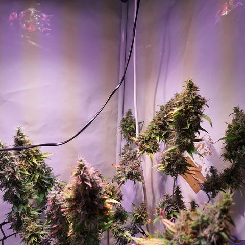 Californian Orange growlog photo: Turned off the light for 24 to 48 hours
Cutting down after