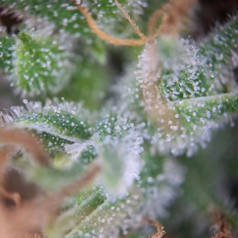 Californian Orange growlog photo: Turned off the light for 24 to 48 hours
Cutting down after