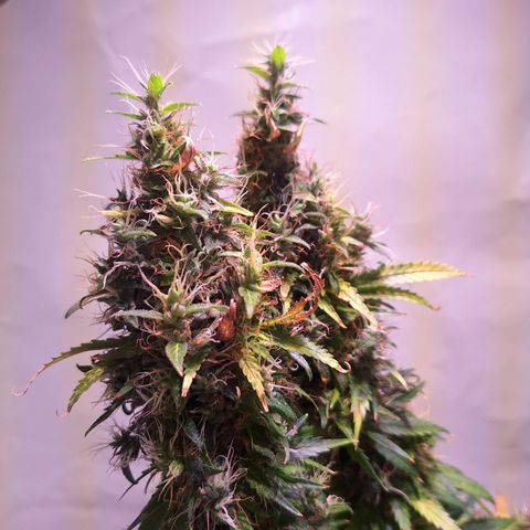 Californian Orange growlog photo: Turned off the light for 24 to 48 hours
Cutting down after