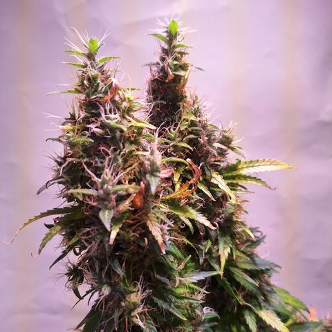 Californian Orange growlog photo: Turned off the light for 24 to 48 hours
Cutting down after