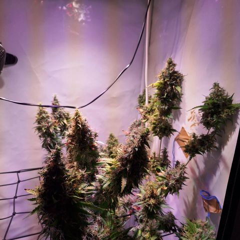 Californian Orange growlog photo: Turned off the light for 24 to 48 hours
Cutting down after