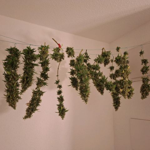 Californian Orange growlog timeline photo