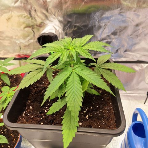 Auto Skywalker Haze growlog timeline photo