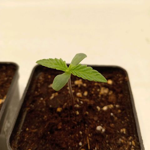 Euphoria  growlog photo: 1er étage 