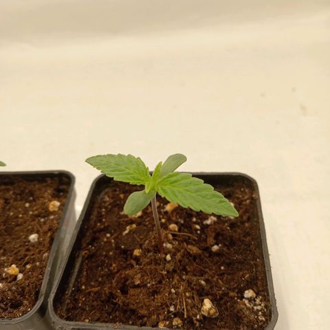 Euphoria  growlog timeline photo