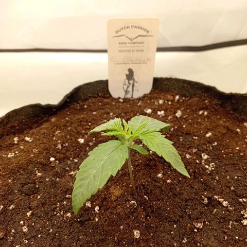 Euphoria  growlog photo: Rempotage Smart pot 13 litres