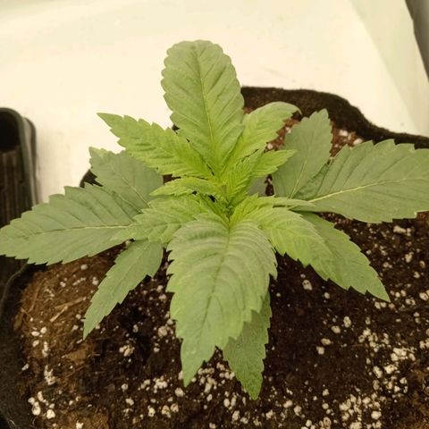 Euphoria  growlog timeline photo