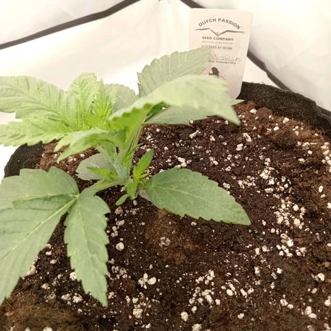 Euphoria  growlog timeline photo