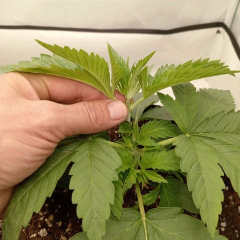 Euphoria  growlog timeline photo