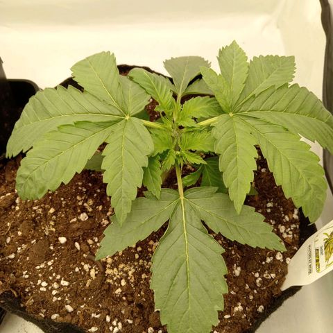 Euphoria  growlog timeline photo