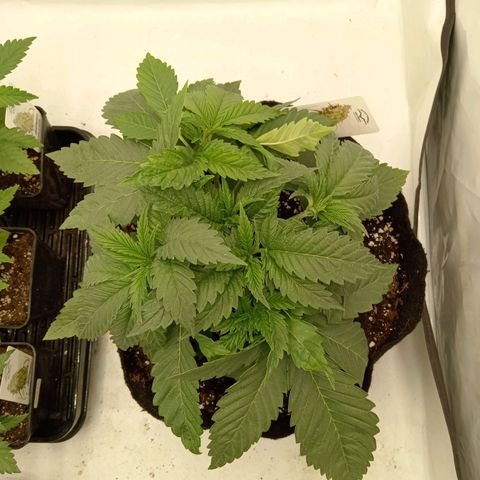 Euphoria  growlog timeline photo