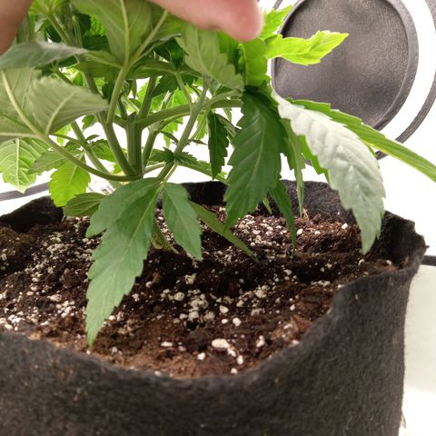 Euphoria  growlog timeline photo