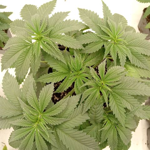 Euphoria  growlog timeline photo