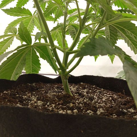 Euphoria  growlog timeline photo