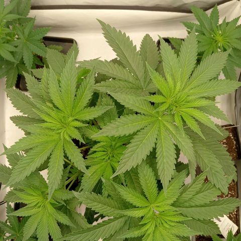 Euphoria  growlog photo: Vue d'ensemble avec les sœurs golden Apple haze régulière en fin de sexage (3 ♀️/3 ♂️) 