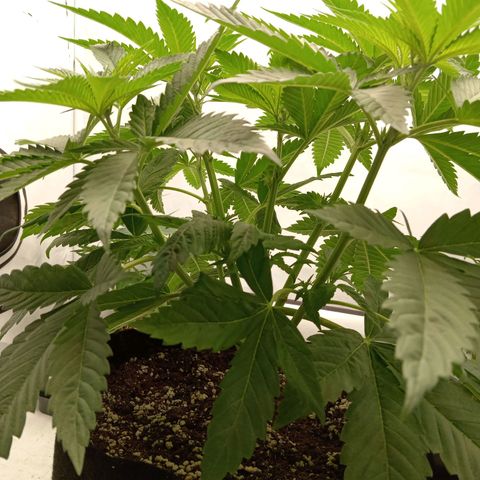 Euphoria  growlog photo: Vue d'ensemble avec les sœurs golden Apple haze régulière en fin de sexage (3 ♀️/3 ♂️) 