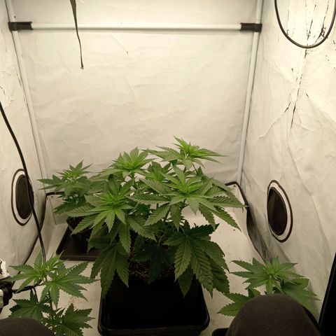 Euphoria  growlog photo: Vue d'ensemble avec les sœurs golden Apple haze régulière en fin de sexage (3 ♀️/3 ♂️) 