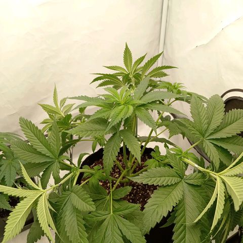 Euphoria  growlog timeline photo