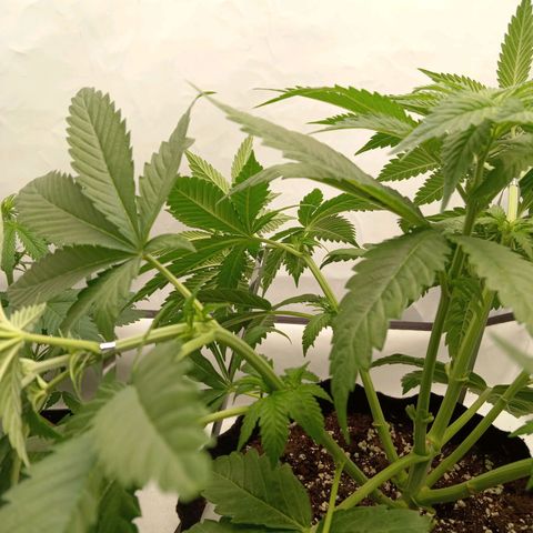 Euphoria  growlog timeline photo
