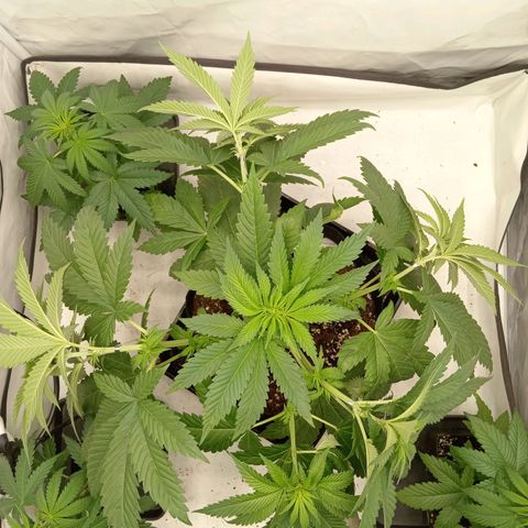 Euphoria  growlog timeline photo