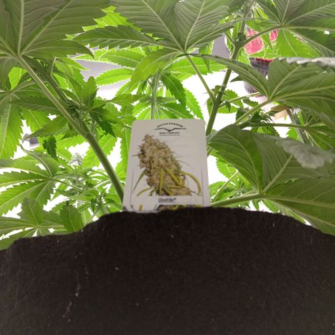 Euphoria  growlog timeline photo