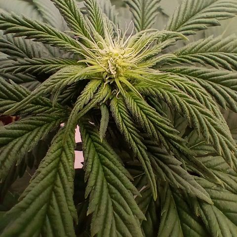 Euphoria  growlog timeline photo