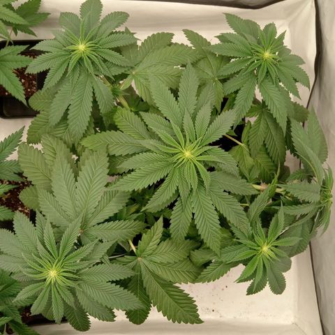 Euphoria  growlog timeline photo