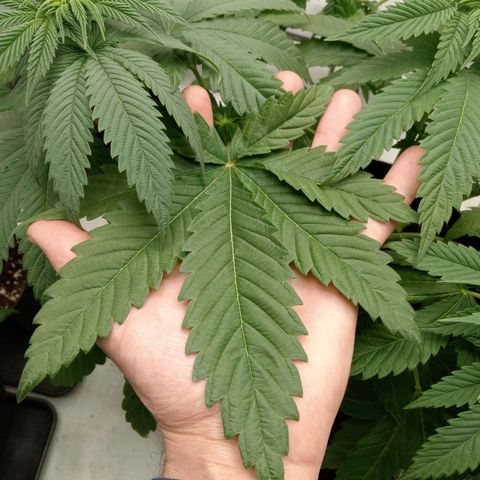 Euphoria  growlog timeline photo