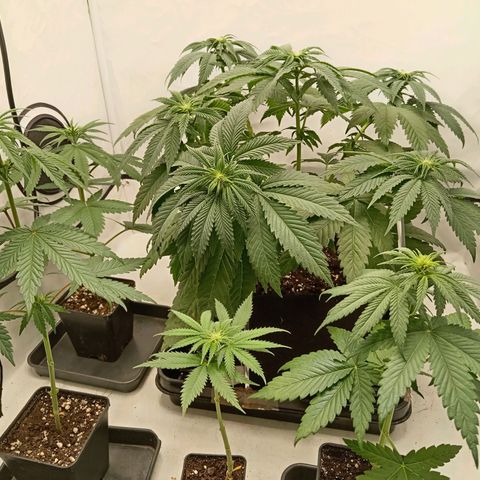 Euphoria  growlog timeline photo