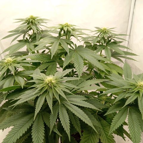 Euphoria  growlog timeline photo