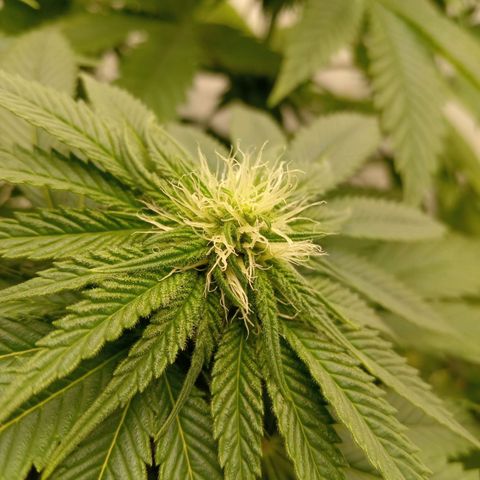 Euphoria  growlog timeline photo
