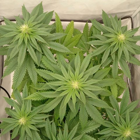 Euphoria  growlog timeline photo