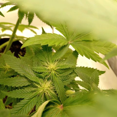 Euphoria  growlog timeline photo