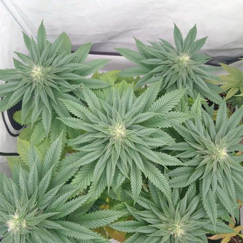 Euphoria  growlog timeline photo