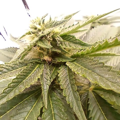 Euphoria  growlog timeline photo