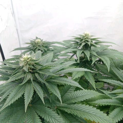 Euphoria  growlog timeline photo