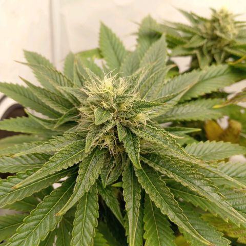 Euphoria  growlog timeline photo