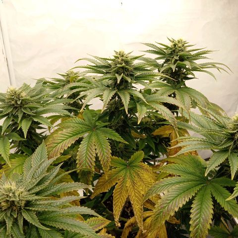 Euphoria  growlog timeline photo