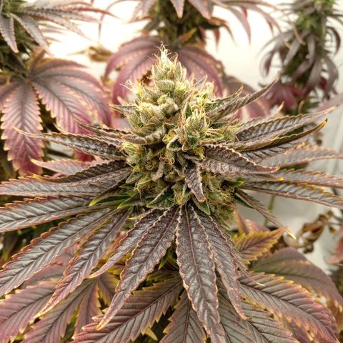 Euphoria  growlog timeline photo