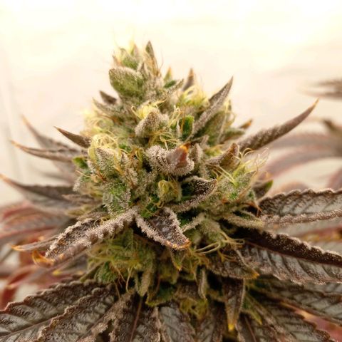 Euphoria  growlog timeline photo