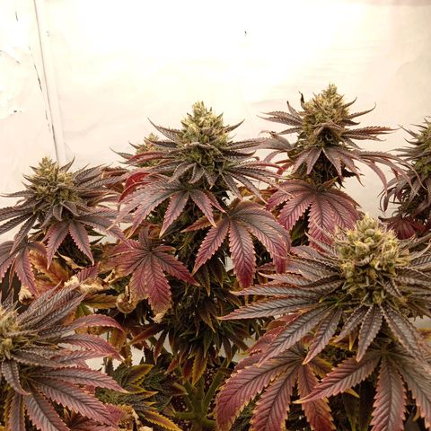 Euphoria  growlog timeline photo