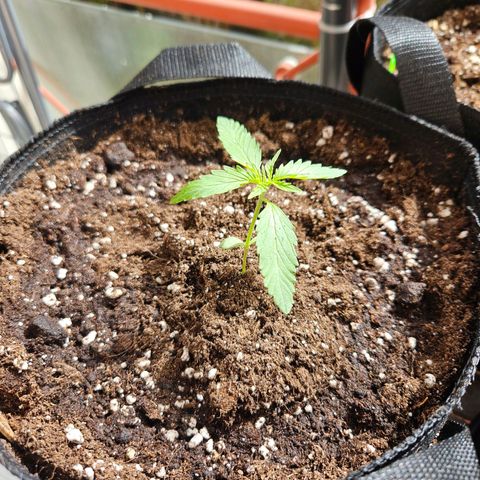 FastBuds Gelato growlog photo: Nach umtopfen auf 11L