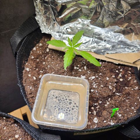 FastBuds Gelato growlog timeline photo