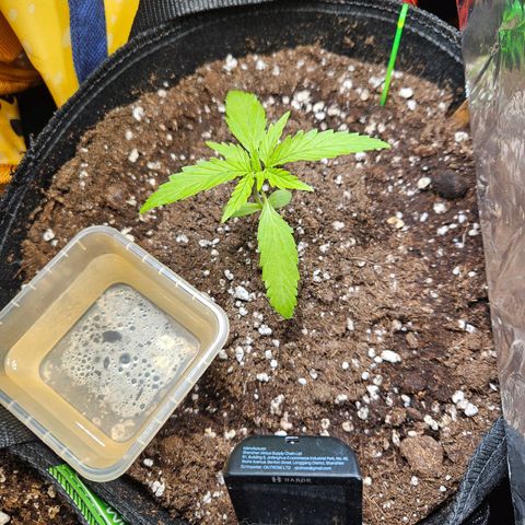 FastBuds Gelato growlog timeline photo