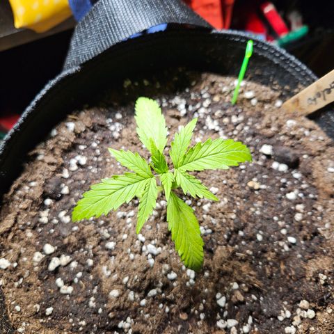 FastBuds Gelato growlog timeline photo
